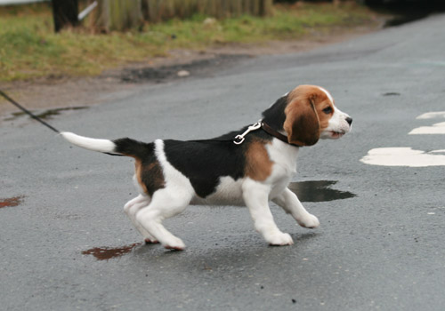 Beaglewelpe auf der Stra&szlig;e